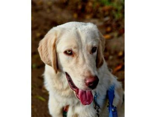 Giulio  wartet in 52391 Vettweiß