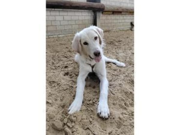 Giulio  wartet in 52391 Vettweiß