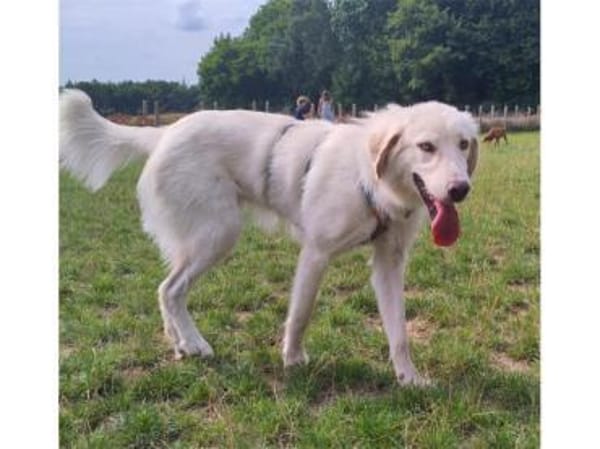 Giulio  wartet in 52391 Vettweiß