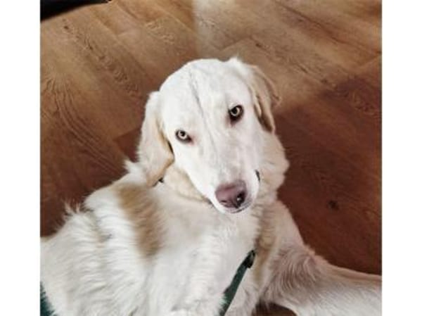 Giulio  wartet in 52391 Vettweiß