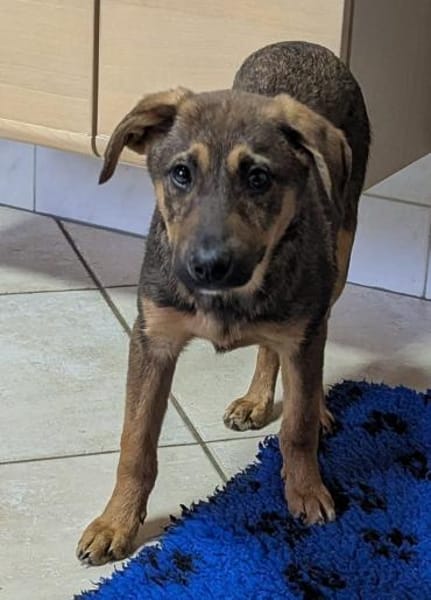 Cody sucht liebes Zuhause