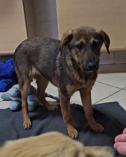 Cody sucht liebes Zuhause