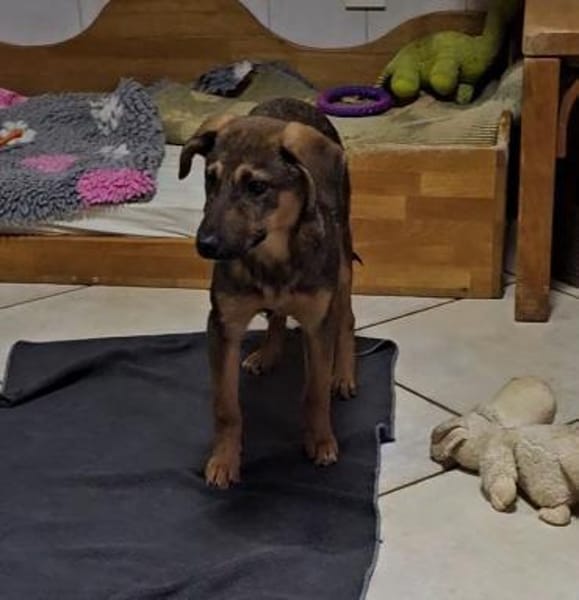 Cody sucht liebes Zuhause