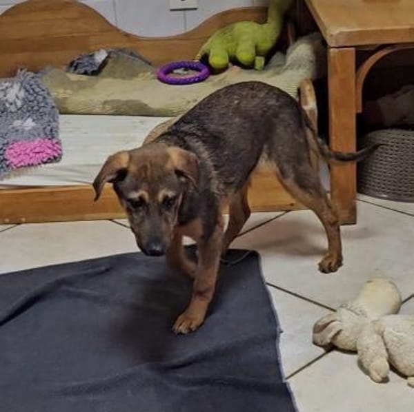 Cody sucht liebes Zuhause