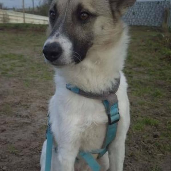 JOKER - ganz lieber Jundhund