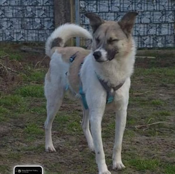 JOKER - ganz lieber Jundhund