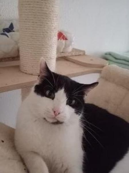 Oreo  Der verschmuste Kater