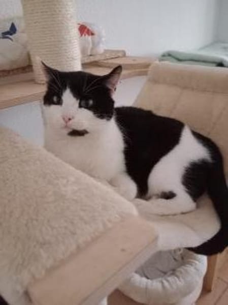 Oreo  Der verschmuste Kater