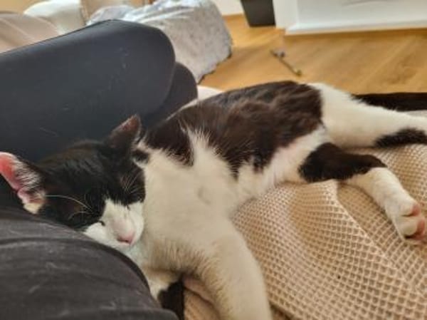 Oreo  Der verschmuste Kater