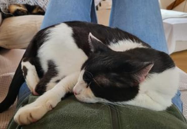 Oreo  Der verschmuste Kater