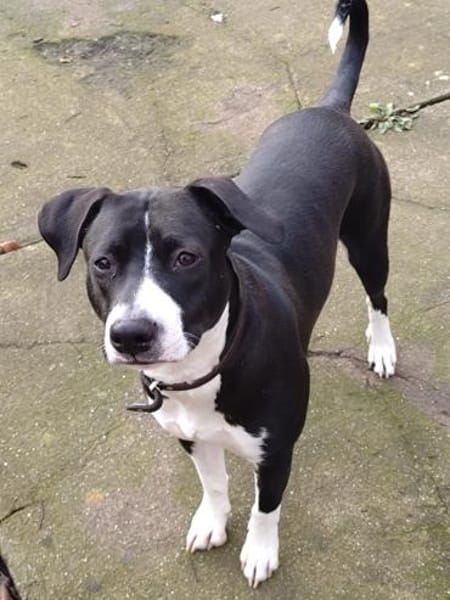 Kira sucht ihr Für-immer-Zuhause🏡