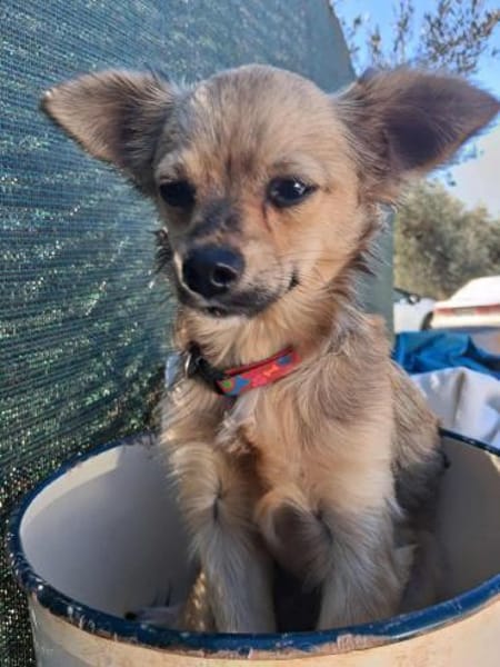 Verspielter Yoda sucht tolle Familie💖