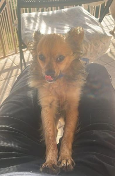 Verspielter Yoda sucht tolle Familie💖