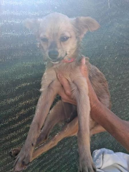 Verspielter Yoda sucht tolle Familie💖