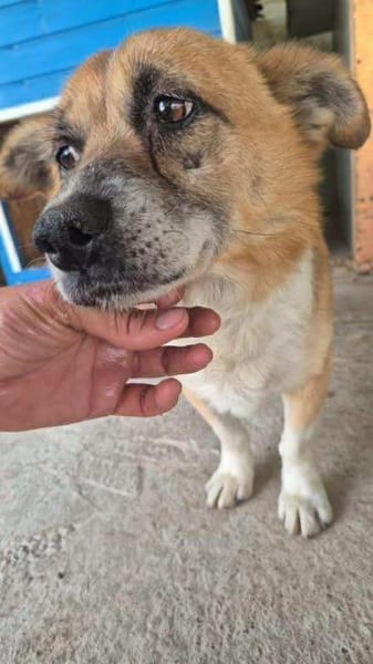 Kirby,  ein wundervoller Senior