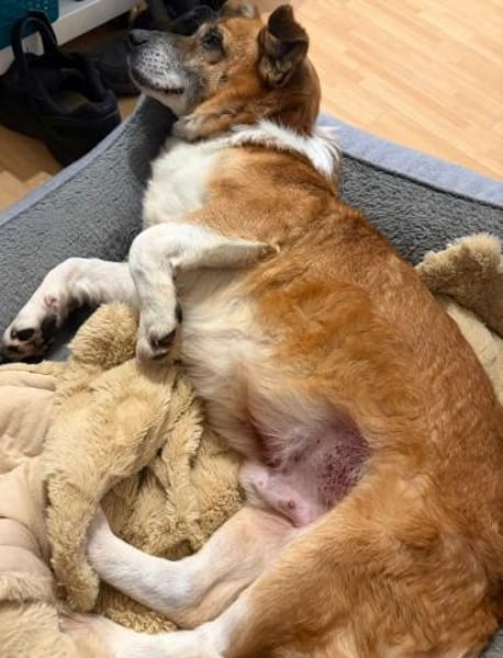 Kirby,  ein wundervoller Senior