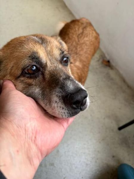 Kirby,  ein wundervoller Senior