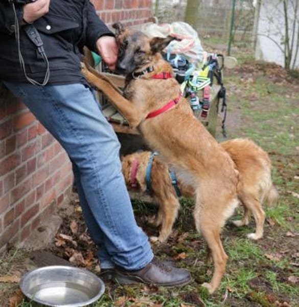 Mali ist eine zauberhafte Junghündin