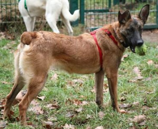 Mali ist eine zauberhafte Junghündin