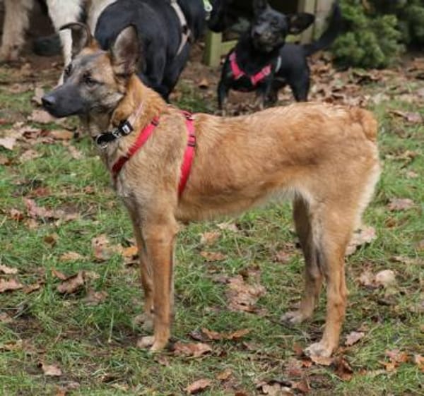 Mali ist eine zauberhafte Junghündin