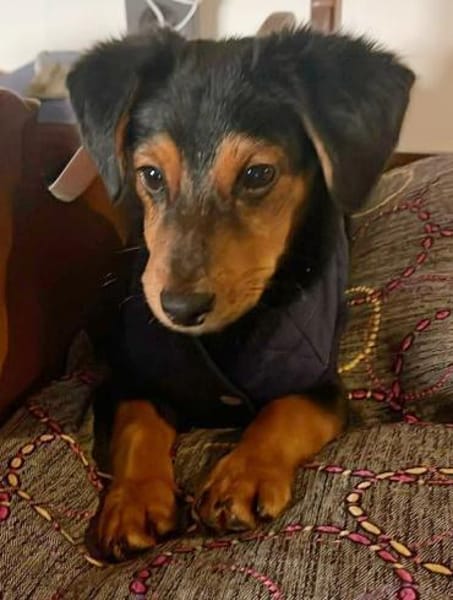 Süßer Pico sucht eine liebe Familie💖