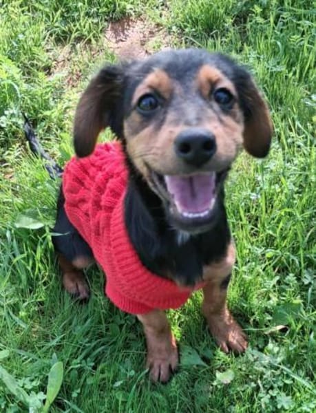 Süßer Pico sucht eine liebe Familie💖