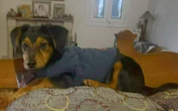 Süßer Pico sucht eine liebe Familie💖