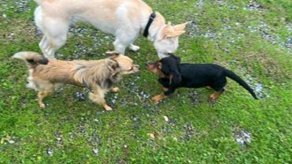 Süßer Pico sucht eine liebe Familie💖