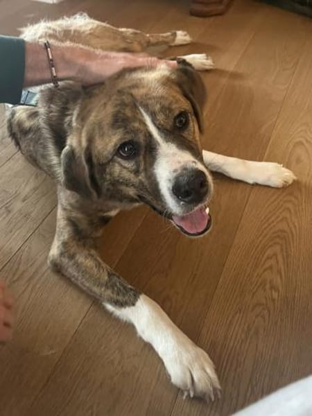 toller Tierschutzrüde, Bowie sucht ES