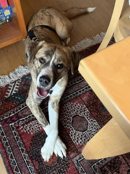 toller Tierschutzrüde, Bowie sucht ES