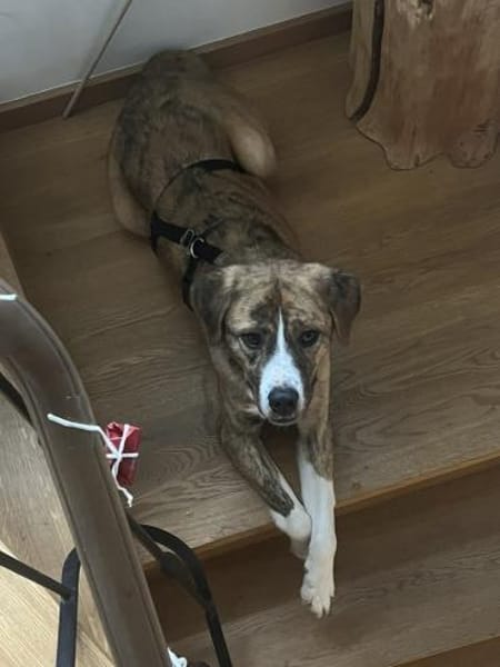 toller Tierschutzrüde, Bowie sucht ES