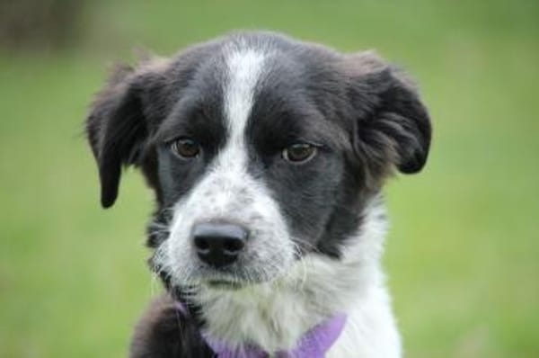 Darf ich vorstellen Prinzessin Joy