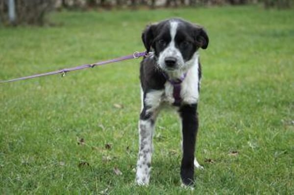 Darf ich vorstellen Prinzessin Joy