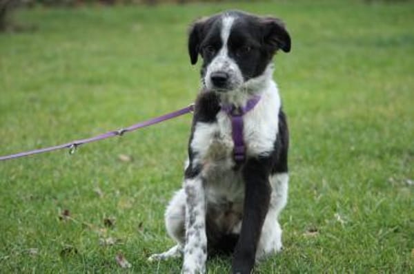 Darf ich vorstellen Prinzessin Joy