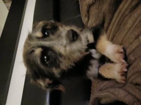 Mircea, Mihai und Mike ( I )