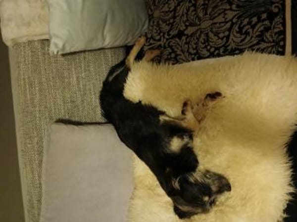 Mircea, Mihai und Mike ( I )