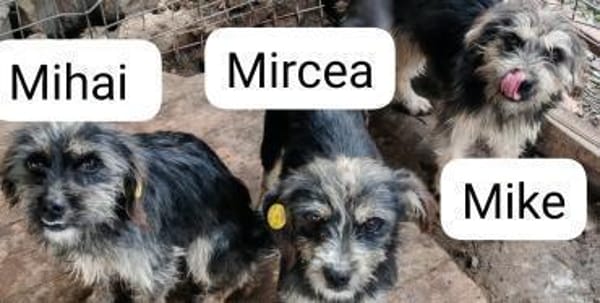 Mircea, Mihai und Mike ( I )