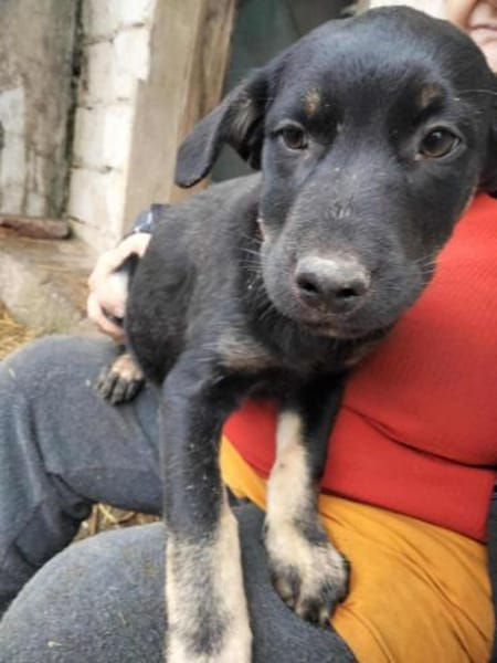 2 Welpenmädchen Coco und Negruta