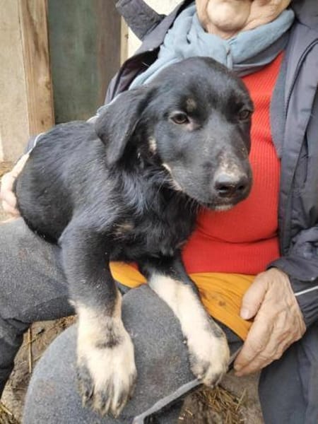 2 Welpenmädchen Coco und Negruta