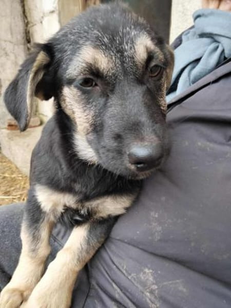 2 Welpenmädchen Coco und Negruta