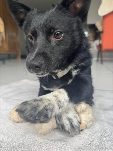 Winnie Pooth ist ein liebes Hundekind 🐾