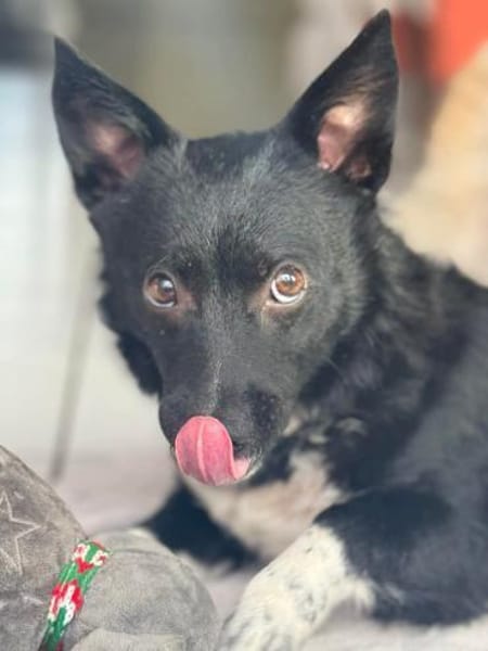 Winnie Pooth ist ein liebes Hundekind 🐾