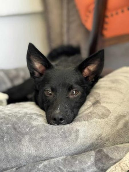 Winnie Pooth ist ein liebes Hundekind 🐾