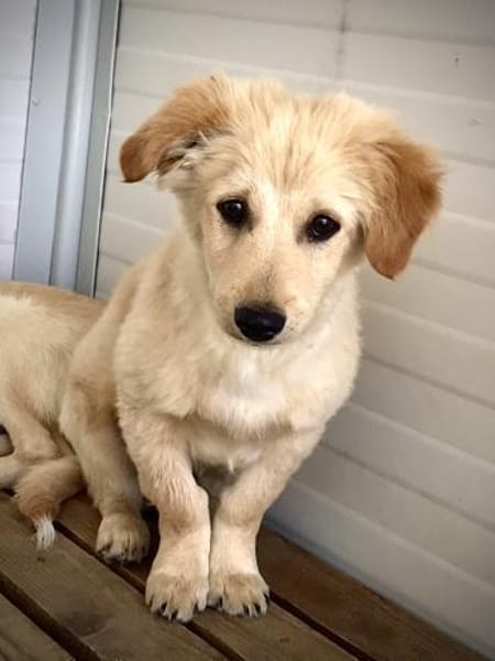 Lars - Liebenswerter Hundejunge sucht ku