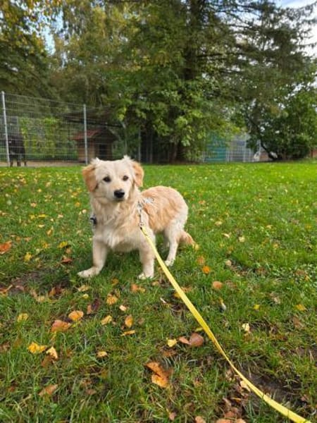Lars - Liebenswerter Hundejunge sucht ku