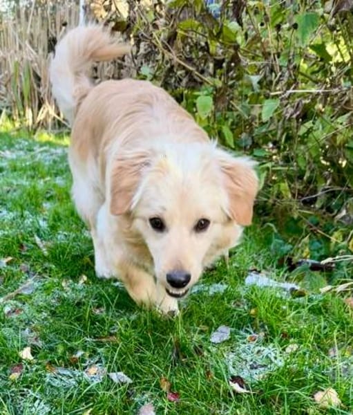 Lars - Liebenswerter Hundejunge sucht ku