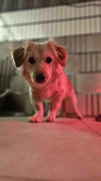 Lars - Liebenswerter Hundejunge sucht ku