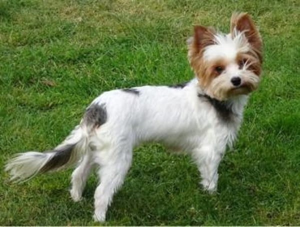 Jolanta  in 47551 Bedburg-Hau