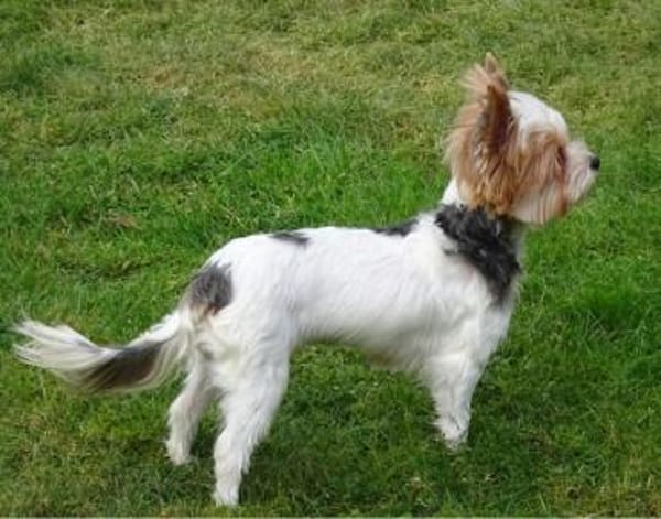 Jolanta  in 47551 Bedburg-Hau