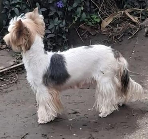 Jolanta  in 47551 Bedburg-Hau